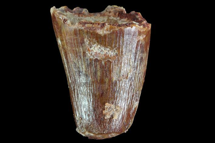 Cretaceous Fossil Crocodile Tooth - Morocco #72782